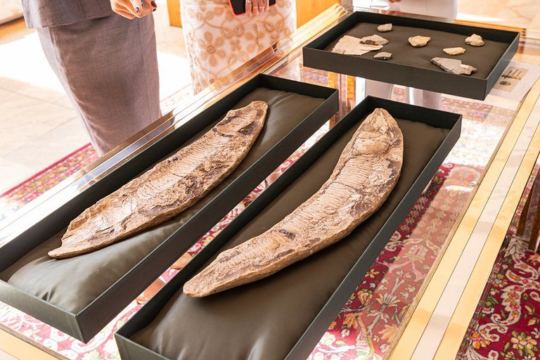 Brasil Retorna ao Passado: Fósseis de 110 Milhões de Anos São Devolvidos ao País