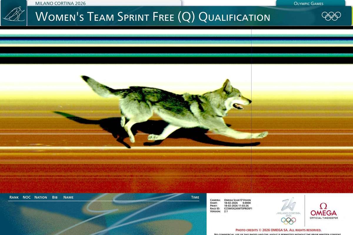 Cachorro Acelera Para a Vitória: Animal Cruzando Linha de Chegada Surpreende e Impulsiona Tempo de Atleta Brasileira nas Olimpíadas