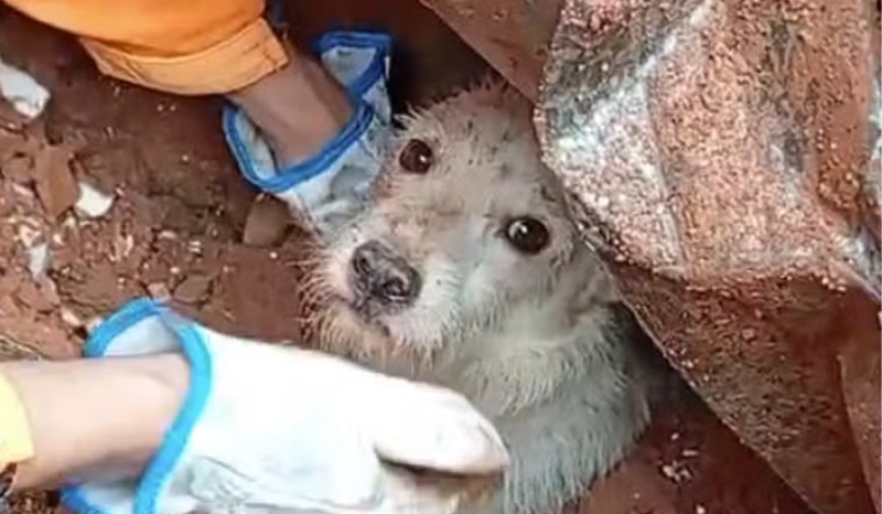 Cachorro Sobrevive a Desabamento em Minas Gerais: Heróis do Resgate Salvam Animal em Meio às Chuvas