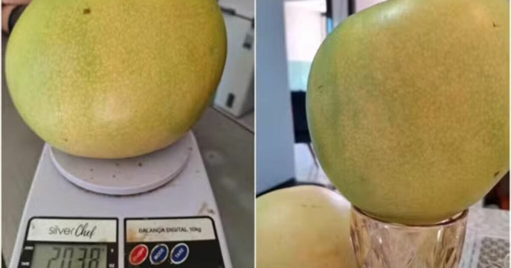 Colheita Surpreendente: Manga Gigante do Ceará é Dividida Entre 10 Famílias em Ação Solidária