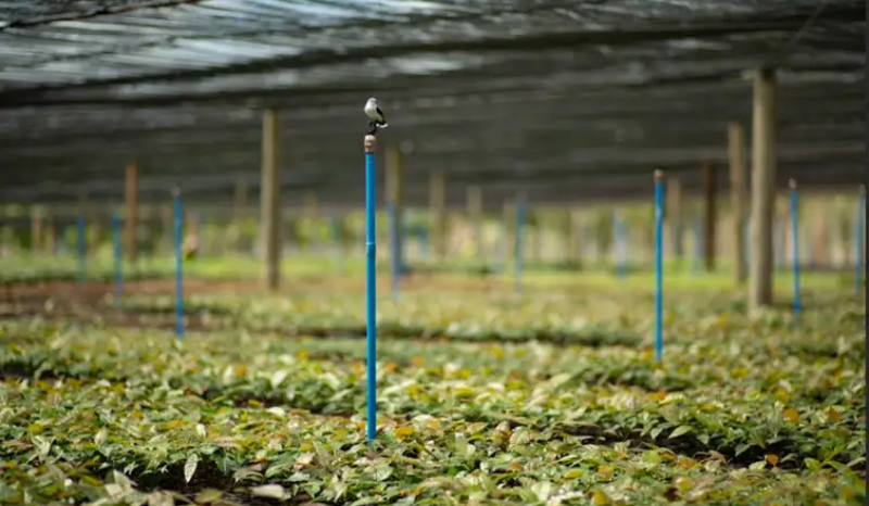 De Bioma Destruído a Modelo de Restauração: A Revolução Verde que Transforma o Brasil