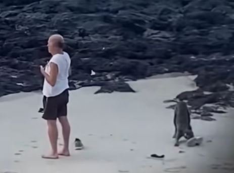Furto Inusitado: Cão 'Ladrão de Tênis' Surpreende Turistas na Praia; Assista ao Vídeo Viral