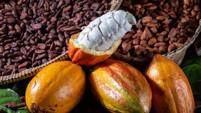 Ministério da Agricultura Interrompe Importação de Cacau da Costa do Marfim em Resposta à Mobilização de Produtores da Bahia