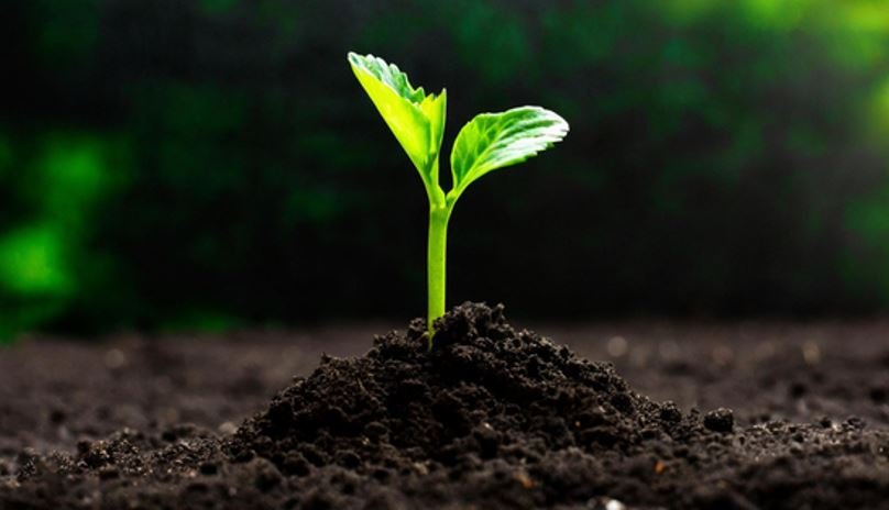 Nova Ferramenta de Alerta: Mapa Inova ao Criar Canal Exclusivo para Notificações de Pragas Suspeitas