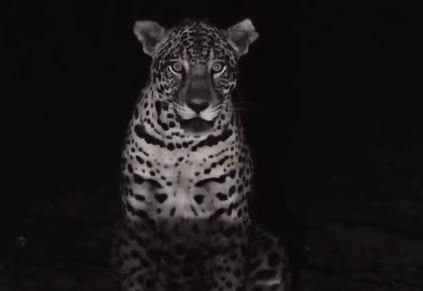 Onça-pintada em Ação: Cena Hipnotizante Revela Cantos Emocionantes para Atrair Filhotes