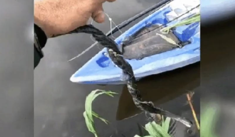 Pescador Enfrenta Perigo: Cobra Capturada Acidentalmente Quase Ataca em Aventura no Rio