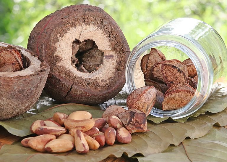 Revolução na Amazônia: Novo Projeto Estabelece Indicadores de Eficiência para a Cadeia Produtiva da Castanha