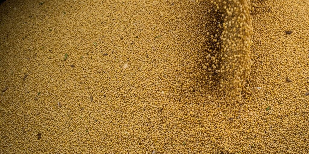 License is not valid, please check your API Key!