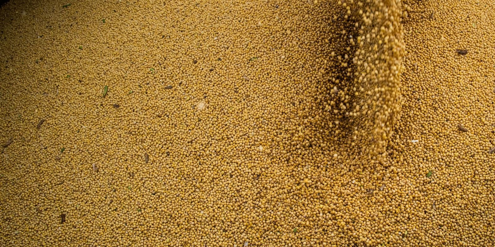 License is not valid, please check your API Key!