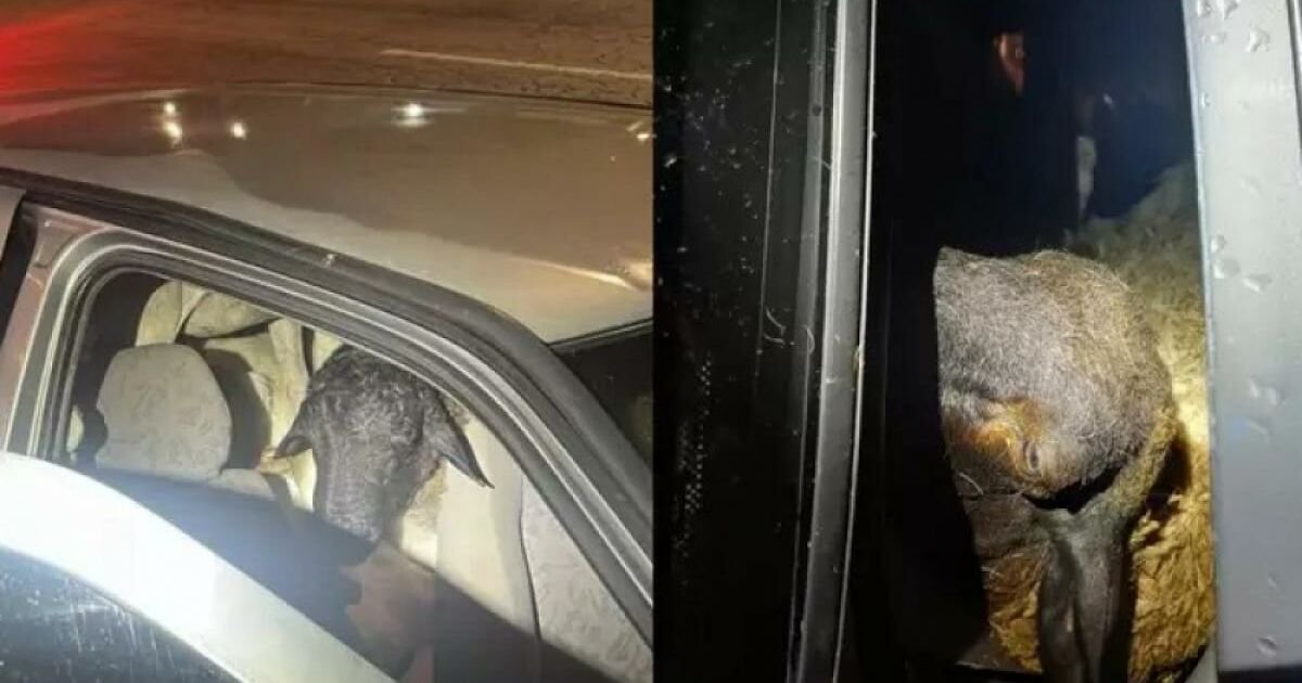 License is not valid, please check your API Key!