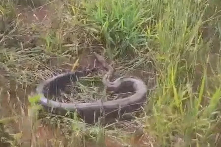 Serpente em telhado assusta moradores e é resgatada pelos bombeiros no DF