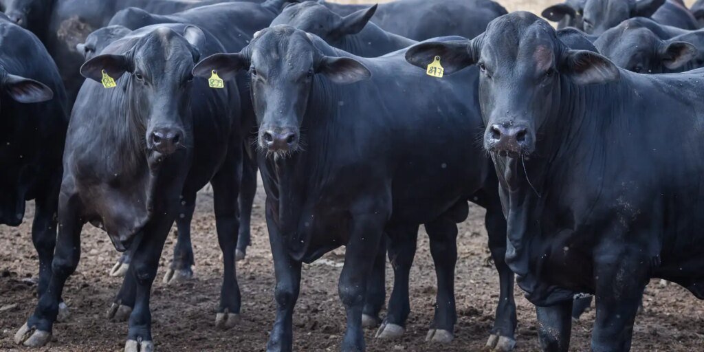 CMN Anuncia Corte nas Taxas de Juros para Financiamentos de Cooperativas Rurais pelo Pronaf: Impactos e Oportunidades