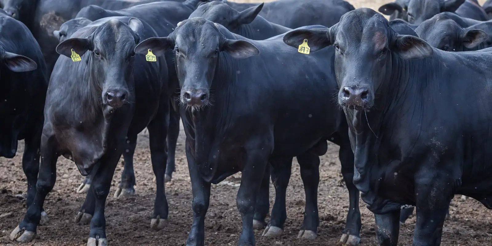 CMN Anuncia Corte nas Taxas de Juros para Financiamentos de Cooperativas Rurais pelo Pronaf: Impactos e Oportunidades