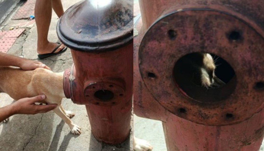 Cadela é Resgatada Após Ficar com a Cabeça Presa em Hidrante no Centro de São Paulo