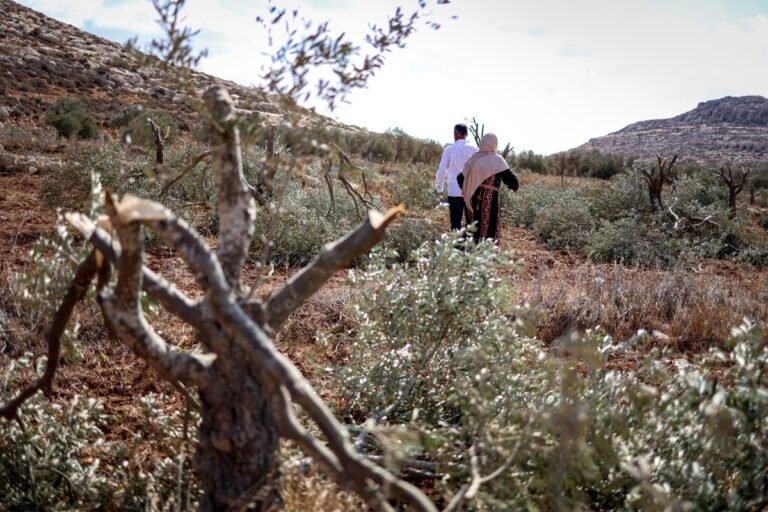 Israel destrói e se apropria da cultura alimentar palestina