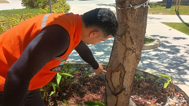 Defesa Civil de Maceió Realiza Vistoria em 10 Mil m² de Áreas Arborizadas para Garantir Segurança e Sustentabilidade