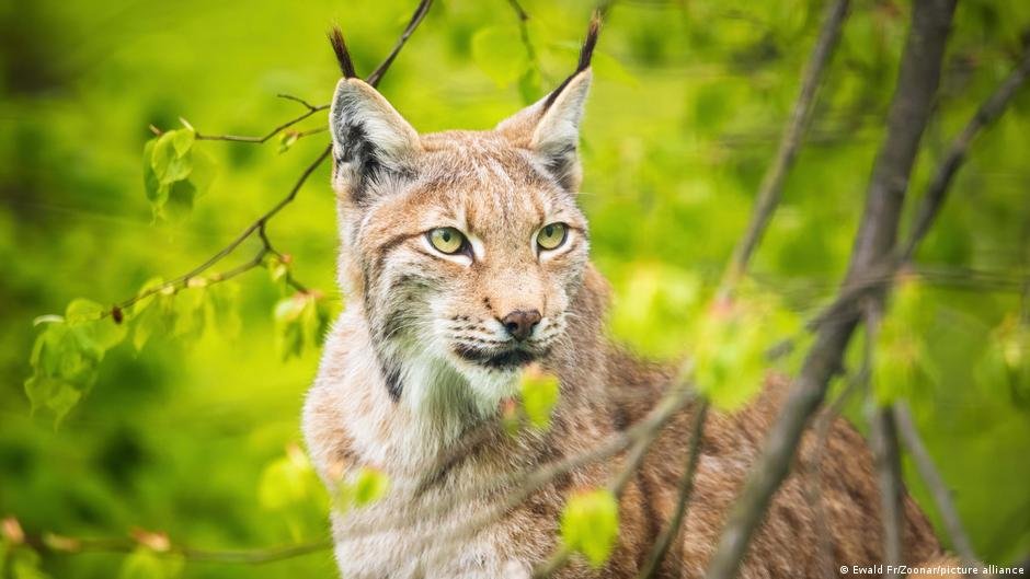 Dois Filhotes em Ação: A Corajosa Missão para Preservar o Lince Europeu