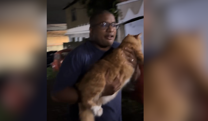 Gato Envolvido em Polêmica: Desaparecimento de Galinha Provoca Risos na Comunidade