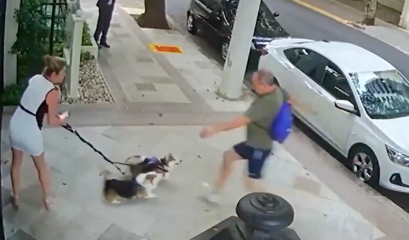 Justiça condena homem acusado de agredir a pontapés cães de irmã de Zanin