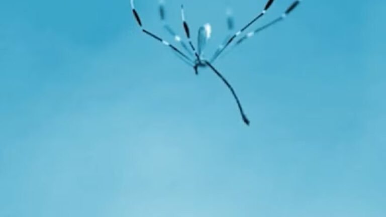 Insetos que 'voam com as pernas' revolucionam a tecnologia: Conheça a nova era dos drones inteligentes
