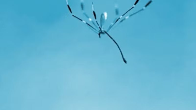 Insetos que 'voam com as pernas' revolucionam a tecnologia: Conheça a nova era dos drones inteligentes