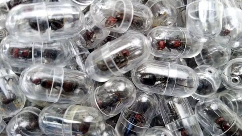 O Avanço do Tráfico de Animais Silvestres: Uma Nova Ameaça