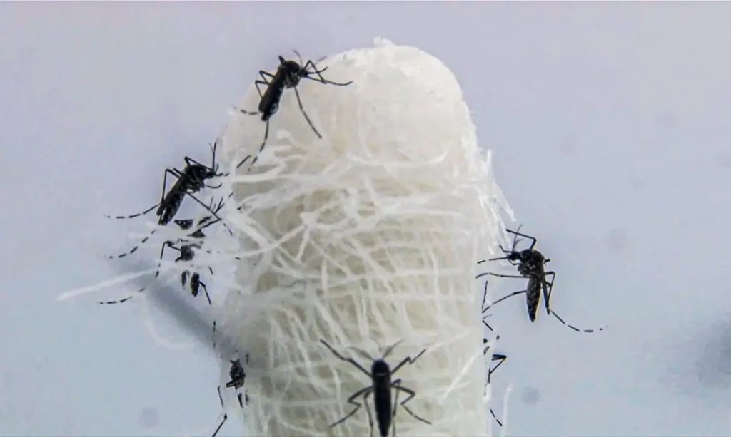 SUS Implementa Teste Rápido para Diagnóstico da Dengue: Medida Visa Agilizar Tratamento e Combater Surto