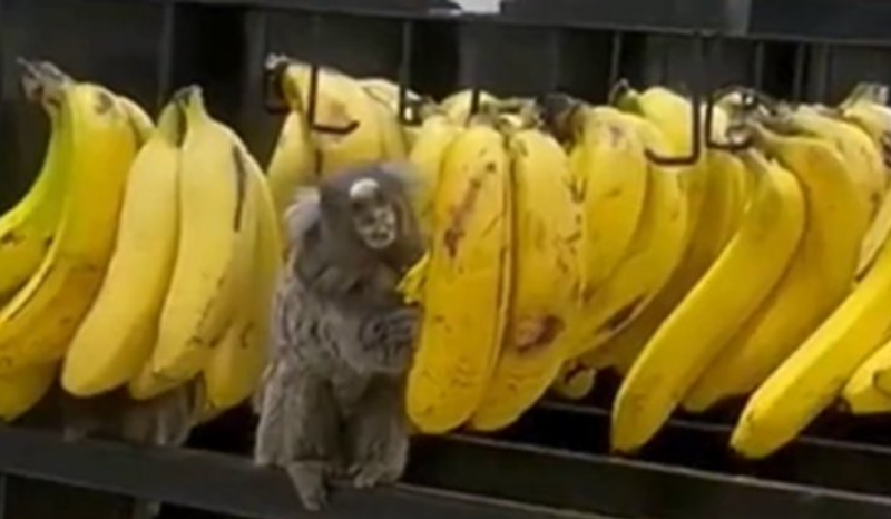 saguis 'invadem' supermercado e são flagrados comendo bananas