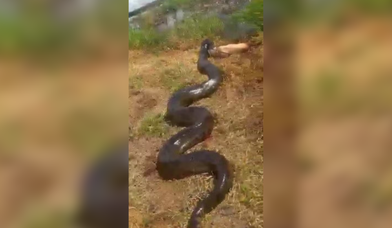 sucuri gigante mata e arrasta cachorro para lagoa no quintal de casa