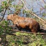 USP abre seleção para projetos de manejo de reservas ecológicas