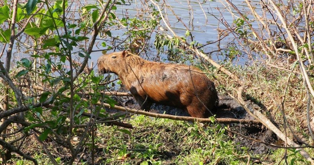 Superintendência de Gestão Ambiental seleciona projetos de manejo das reservas ecológicas da USP – Jornal da USP