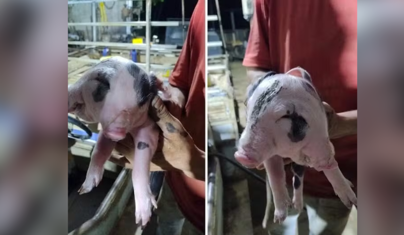 porquinho nasce com duas faces em zona rural; VEJA VÍDEO