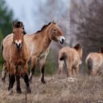 A Natureza Reconquista Chernobyl: Um Retrato da Renovação