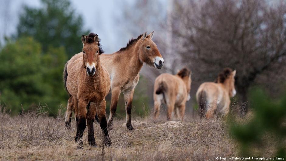 A Natureza Reconquista Chernobyl: Um Retrato da Renovação