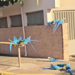 Araras surpreendem moradores em área urbana de São Paulo