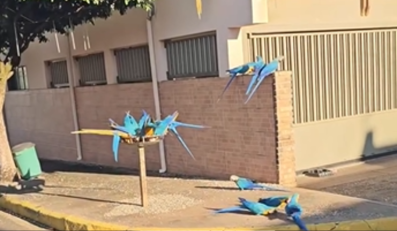 morador registra interação de Araras em área urbana de SP