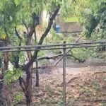 Árvore cai em bairro nobre de Salvador; assista ao vídeo