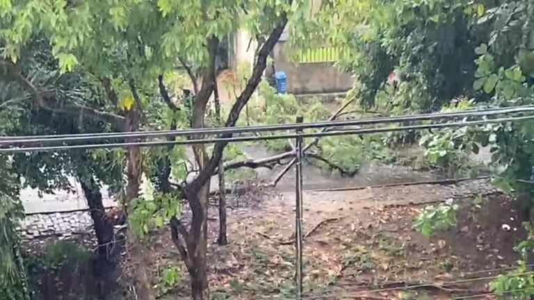 Árvore cai em bairro nobre de Salvador; assista ao vídeo