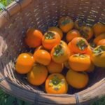 Aumento da Safra de Caqui em SP: Participe do ‘Colha e Pague’