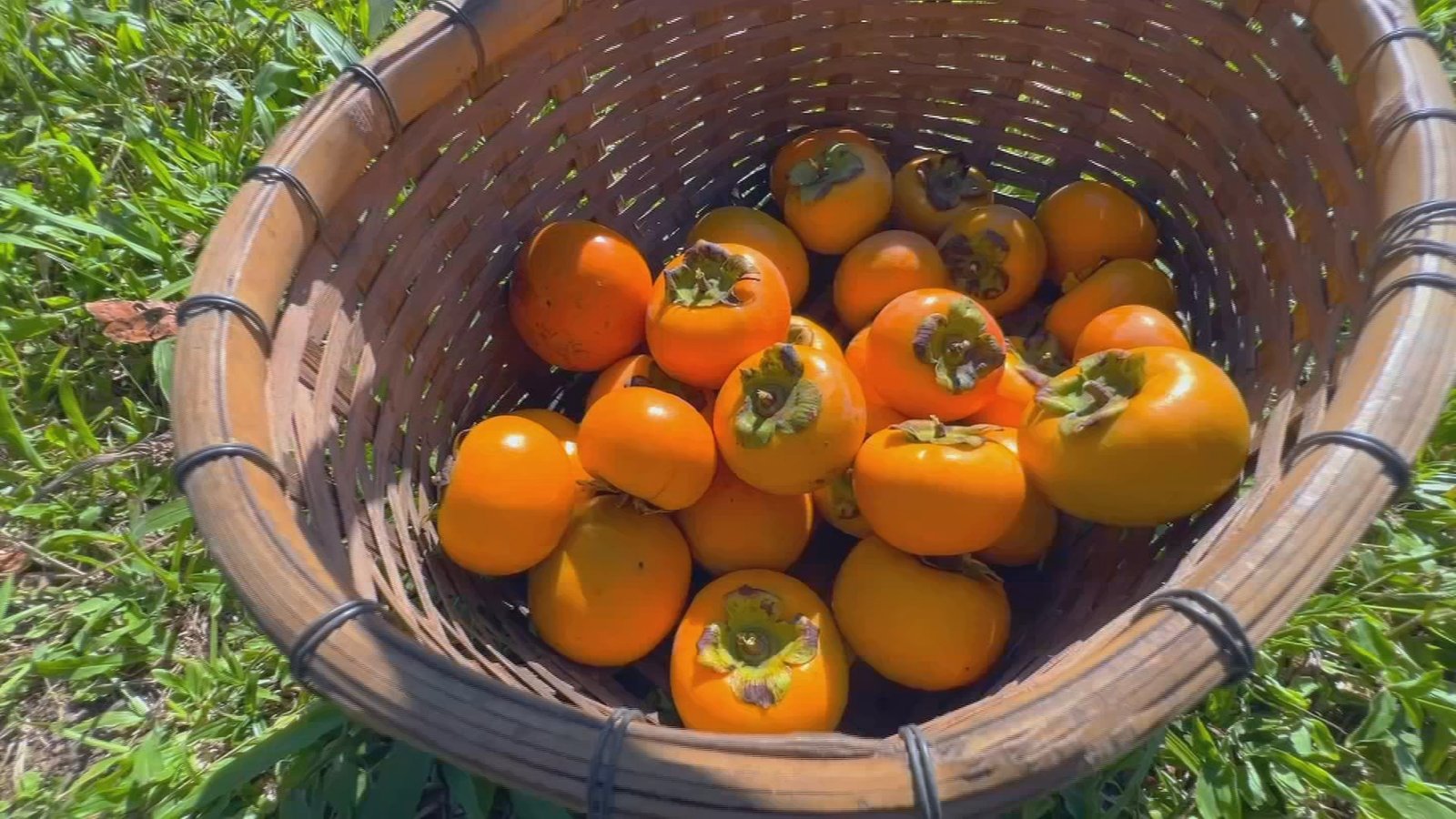 Aumento da Safra de Caqui em SP: Participe do 'Colha e Pague'
