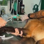 Aumento de 700% em sarna em animais silvestres no interior de SP