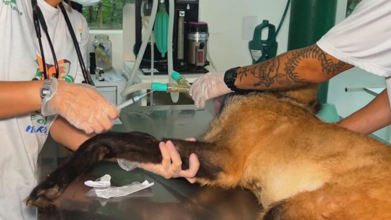 Aumento de 700% em sarna em animais silvestres no interior de SP