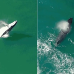Baleia-jubarte surpreende em SP com saltos filmados por drone