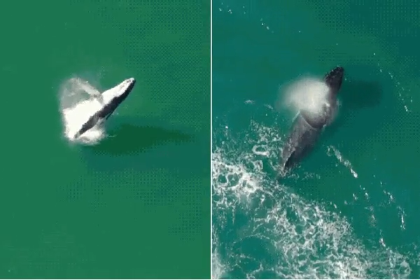 Baleia-jubarte é filmada por drone dando saltos no mar de SP; veja vídeo