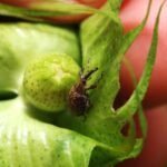 Bicudo-do-algodoeiro: o maior desafio para a cultura do algodão no Brasil