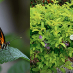 Borboletas em Maceió: fenômeno natural atrai curiosidade pública