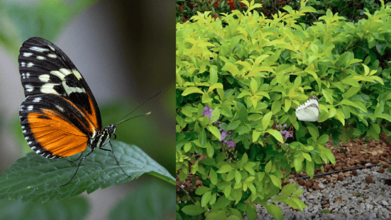 Borboletas em Maceió: fenômeno natural atrai curiosidade pública