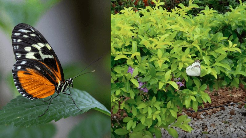 Borboletas em Maceió: fenômeno natural atrai curiosidade pública