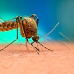 Brasil atinge menor índice de malária desde 1979 em 2025