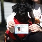 Brasil registra 1,3 milhão de cães e gatos; aprenda a cadastrar